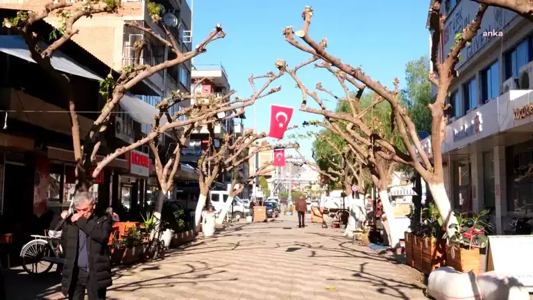 Aydın Sevgi Yolu'nda Estetik Budama Tamamlandı