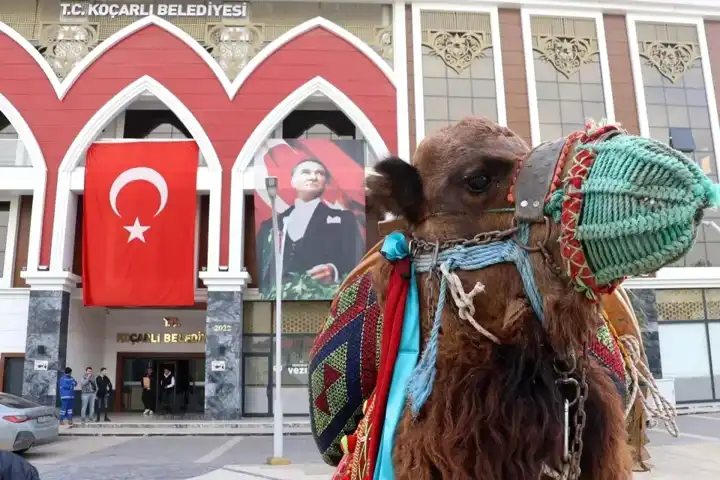 Koçarlı'da Geleneksel Deve Güreşi Festivali Başlıyor!